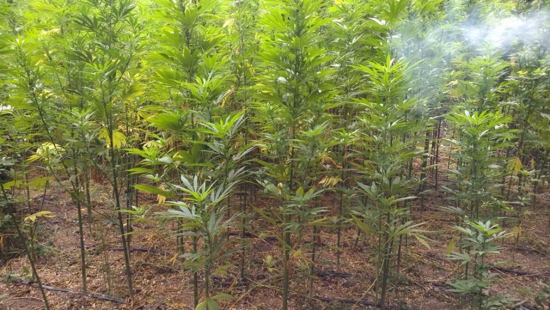 Detectaron importante cultivo ilegal de cannabis en Región de O'Higgins