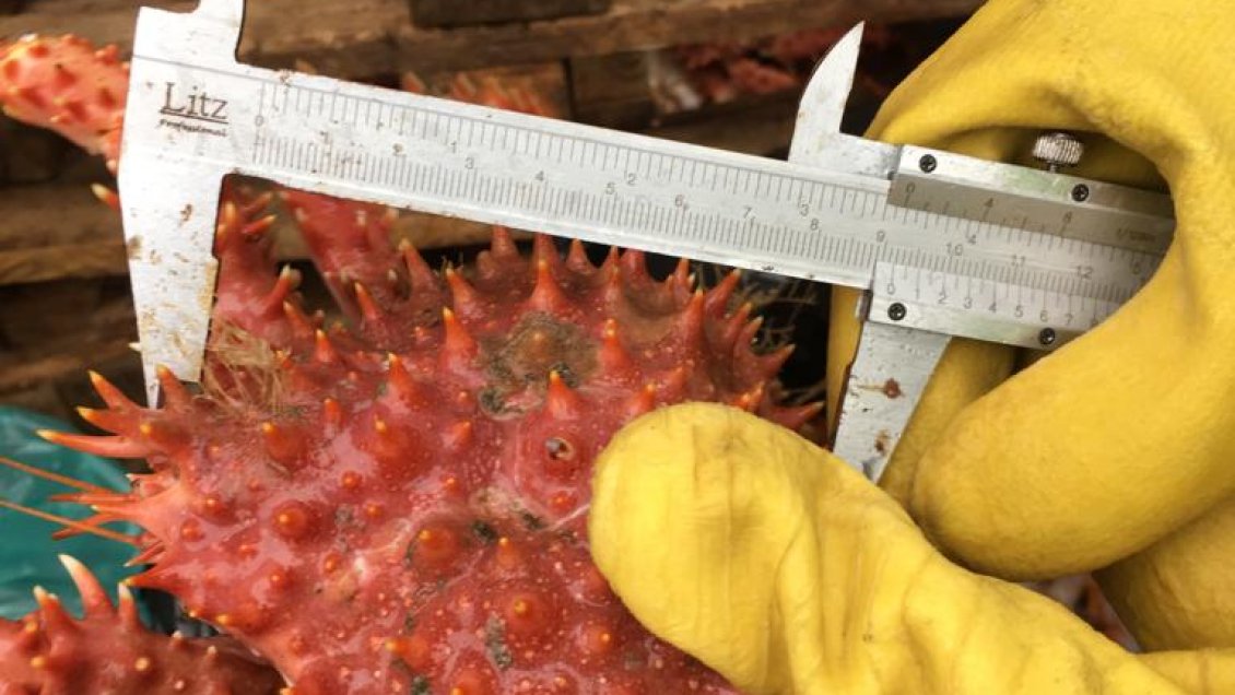 Incautaron 211 kilos de centolla en Ancud