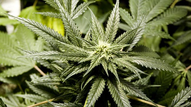 Encuentran casa con más de 40 mil dosis de drogas: buscan a moradores