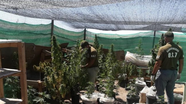 Operativo incautó 42 plantas de marihuana, cocaína y un revólver en Pica