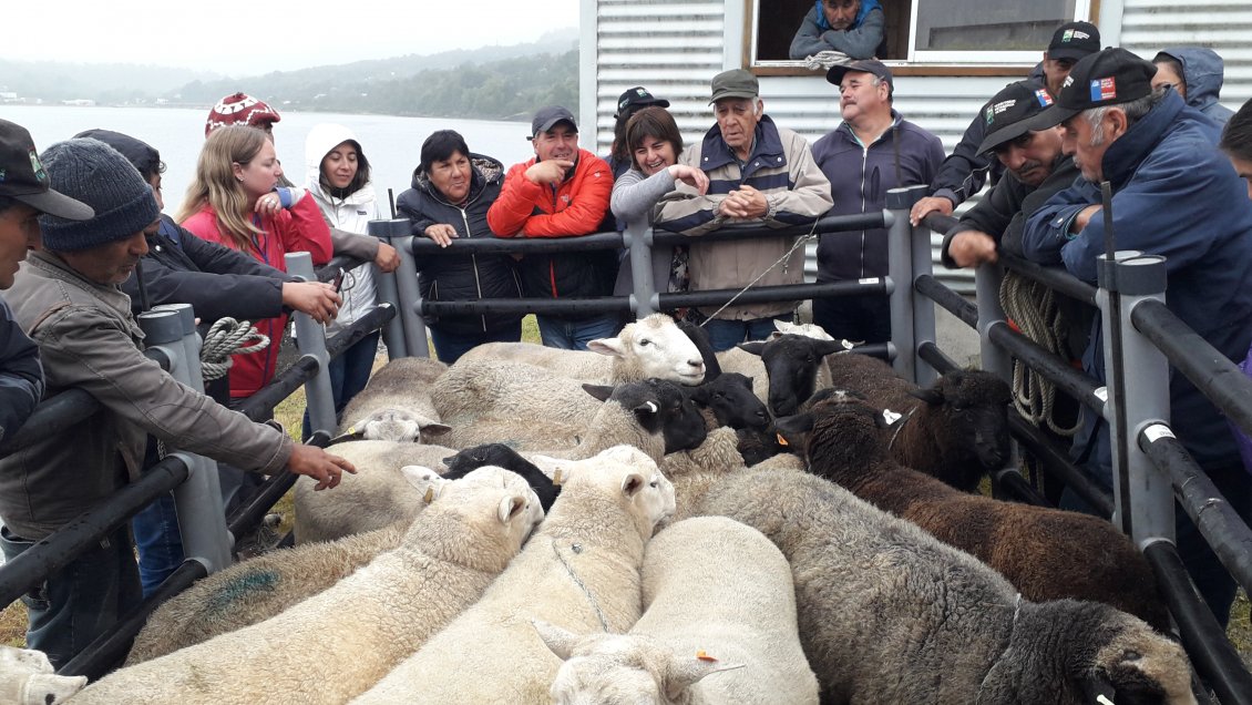 Apoyan producción de ganado ovino y bovino en territorio Patagonia Verde