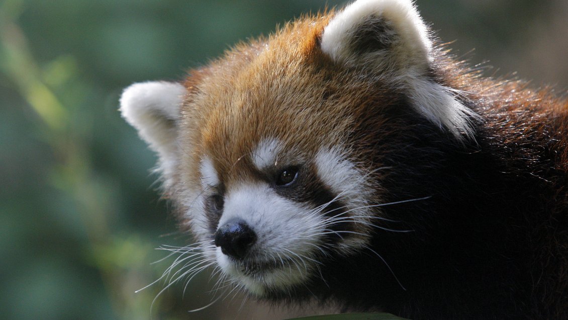 Evacuación del Zoológico Metropolitano priorizó especies en peligro de extinción