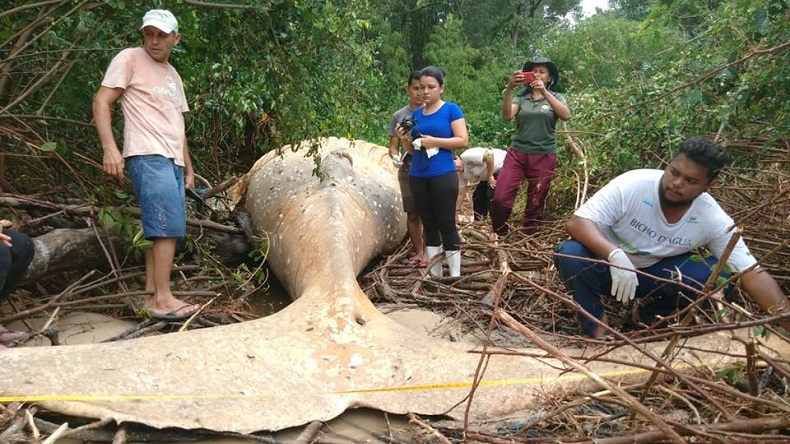 Todo un misterio: Ballena apareció muerta en medio del Amazonas