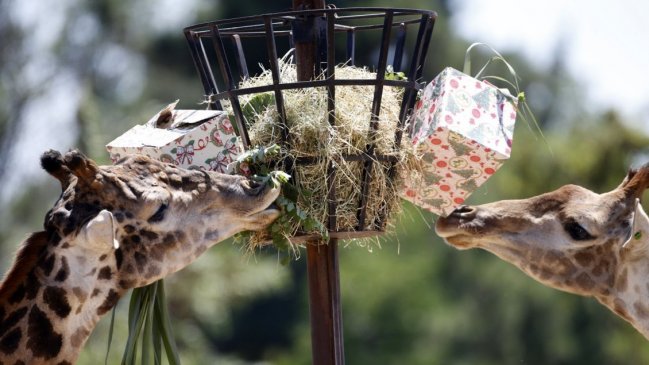 ¿Es necesaria la permanencia de los zoológicos en Chile?
