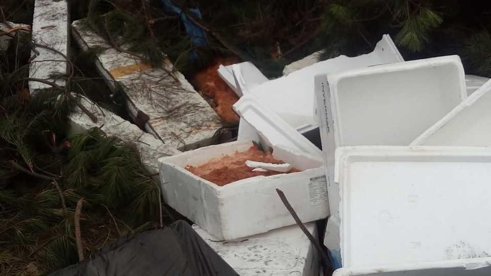 Sernapesca investiga origen de salmones botados en sitio eriazo de Puerto Montt