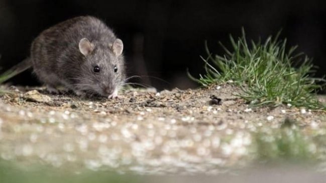 Confirman dos nuevos casos de virus hanta en el Maule