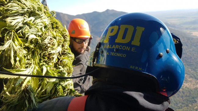Incautan más de 7 mil plantas de marihuana en tres comunas de O'Higgins