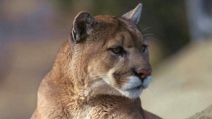 Puma murió atropellado en la Región de La Araucanía