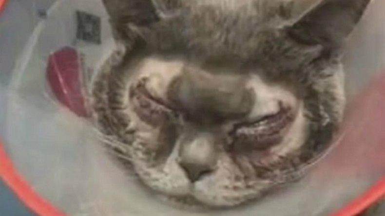 Pagó millonaria cirugía estética para su gato porque pensaba que tenía 