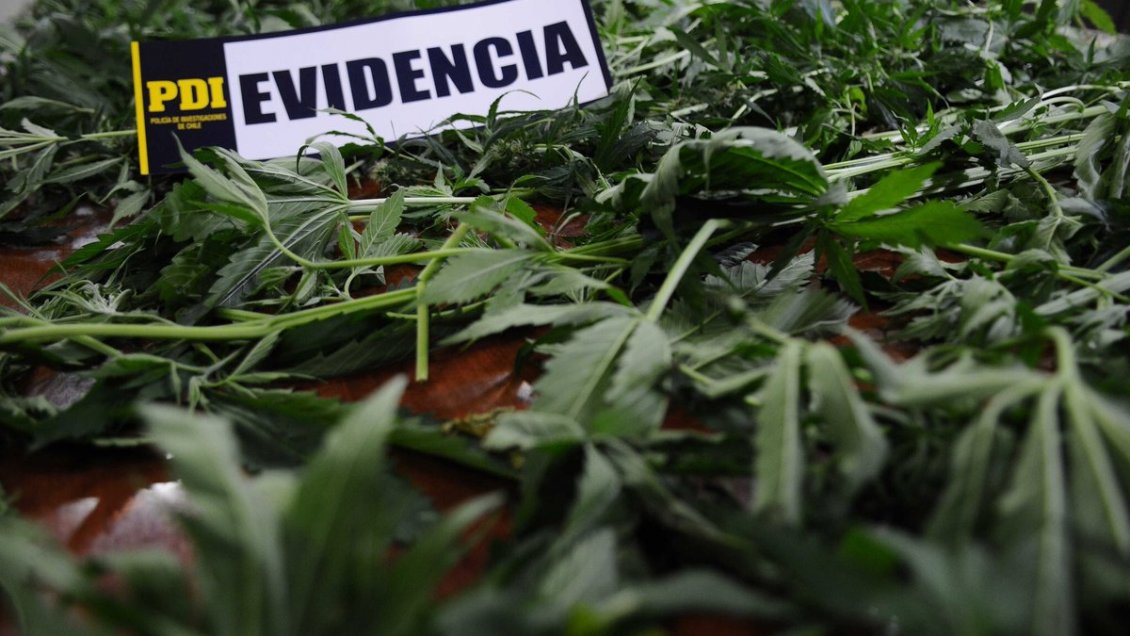 Incautan 27 plantas de marihuana en Temuco y Lautaro