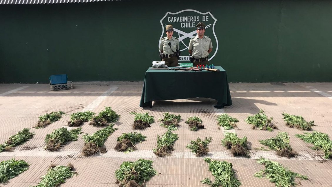 Carabineros detuvo a dos sujetos que resguardaban 410 plantas de marihuana