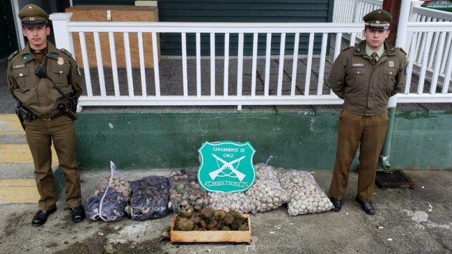 Los Lagos: Carabineros decomisó más de 200 kilos de mariscos en Chacao