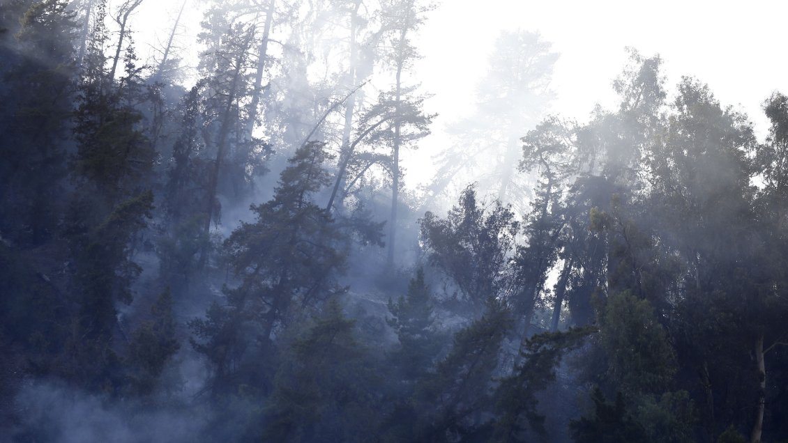 Gobierno anunció plan de reforestación del Cerro San Cristóbal