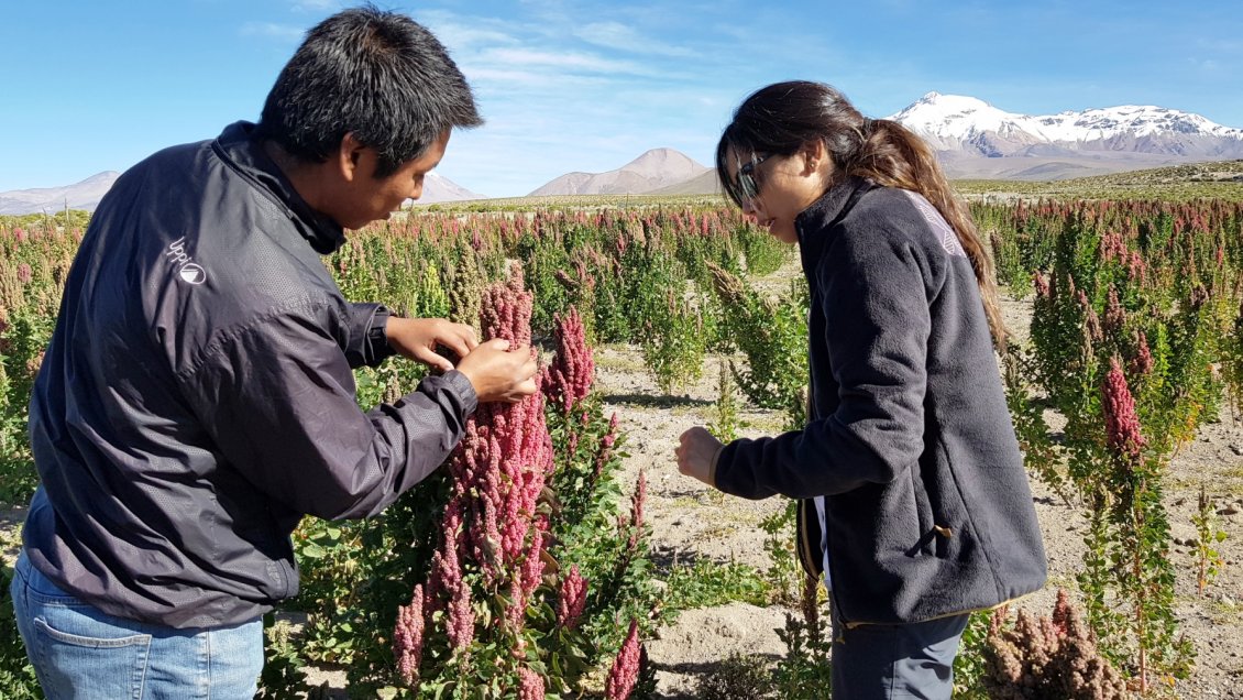 Visitan parcelas que serán parte del Mundial de Quinua en Huara y Colchane