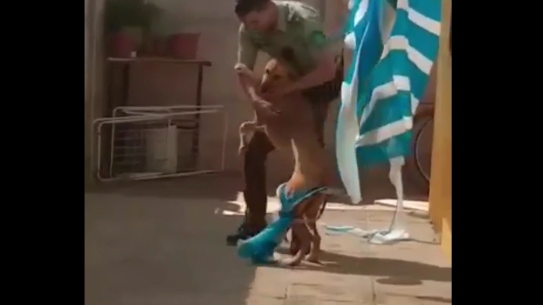 Carabinero contó cómo fue el rescate de perro atrapado en San Felipe