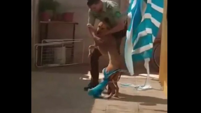 Carabinero contó cómo fue el rescate de perro atrapado en San Felipe
