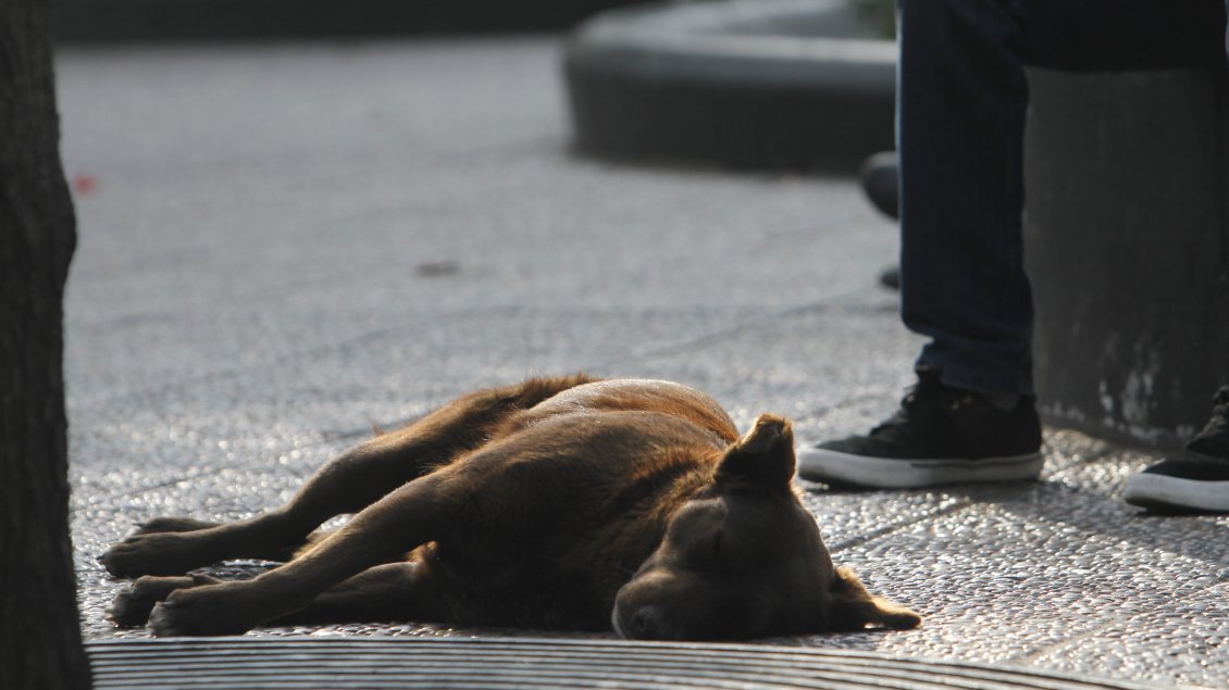 Petorca: Sustancia usada para el envenenamiento de perros generó emergencia química