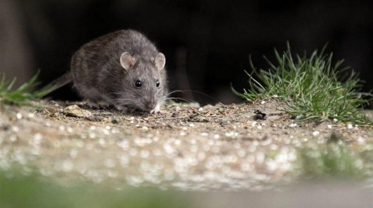 Confirman tercer caso de contagio por hantavirus en Región de Ñuble