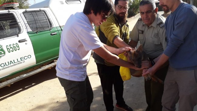 Maule: Carabineros y vecinos rescataron pudú enredado en malla de alambre