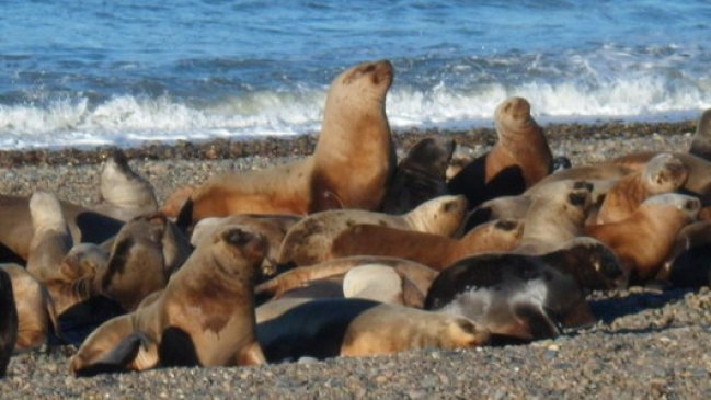 Pescador fue detenido por porte de elemento conocido como 