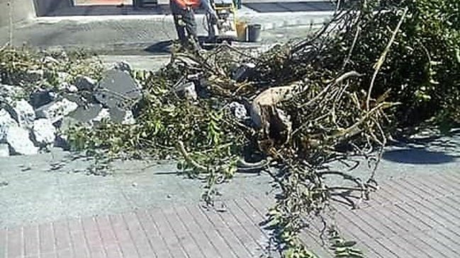 Tala de un árbol de más de 100 años indigna a vecinos y autoridades de Vallenar