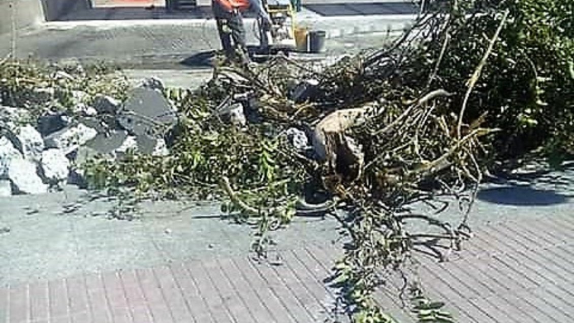 Tala de un árbol de más de 100 años indigna a vecinos y autoridades de Vallenar