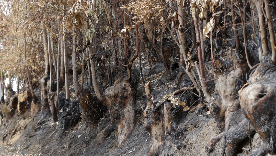 Jefe de zona de La Araucanía defendió extensión de estado de excepción por incendios forestales