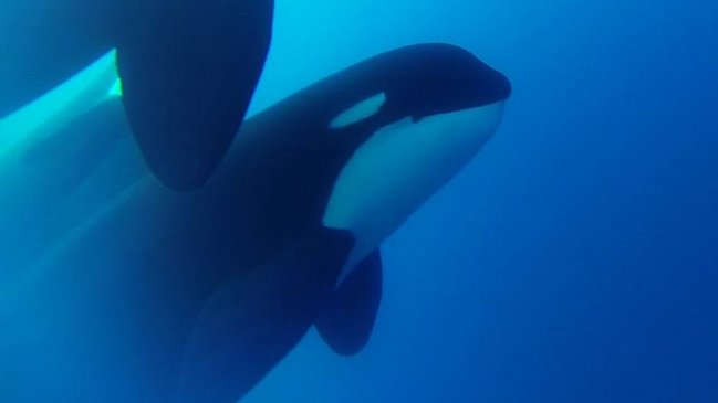 Científicos descubren presunta nueva especie de 