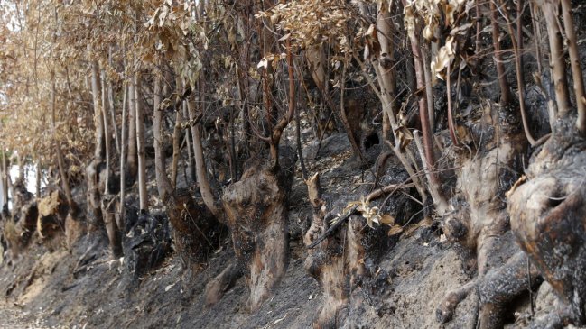Jefe de zona de La Araucanía defendió extensión de estado de excepción por incendios forestales