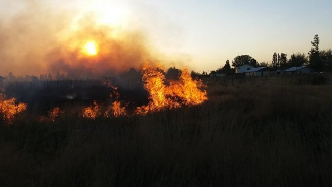Ñuble: Activan alerta amarilla por incendios forestales en San Fabián y Coihueco