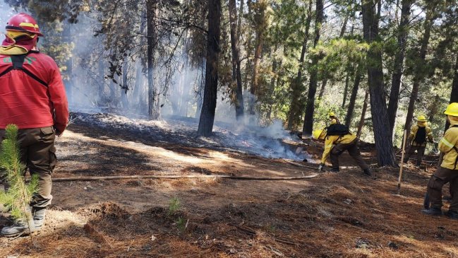 Declaran Alerta Roja por incendio forestal cercano a reserva nacional en Casablanca