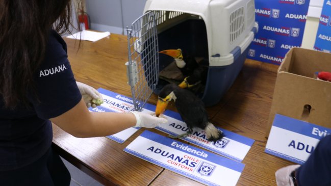 Encuentran guacamayos y tucanes abandonados en el desierto