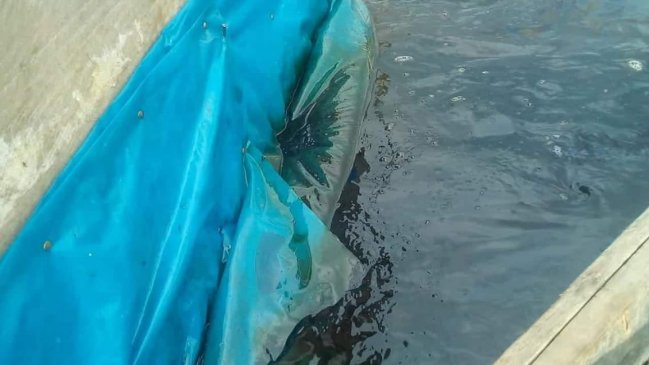 Perú: Denuncian derrame de petróleo en un río de la Amazonía