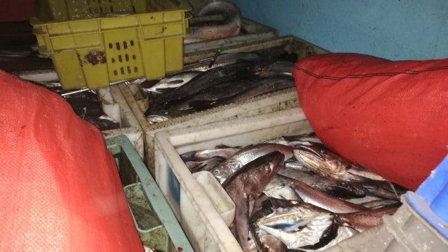 Puerto Montt: Incautan más de tres toneladas de merluza del sur