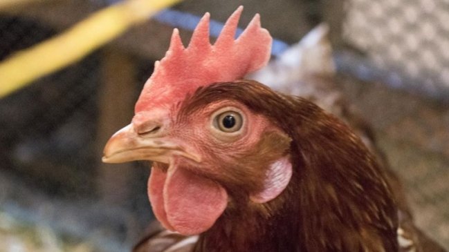Gallinas se rebelaron contra la naturaleza y se unieron para matar a un zorro