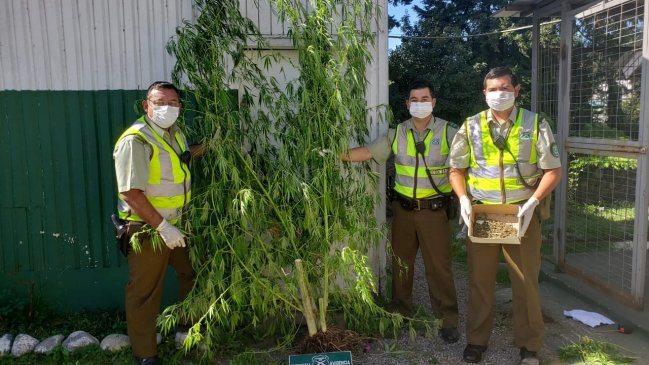 Quema ilegal de pastizales dejó al descubierto plantación de marihuana: Pertenece al acusado por el incendio