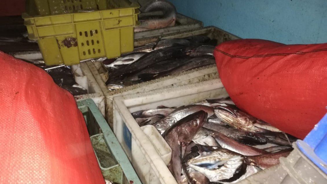 Puerto Montt: Incautan más de tres toneladas de merluza del sur
