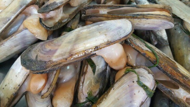 Detectan toxina diarreica en navajuelas de Corral y prohíben extracción