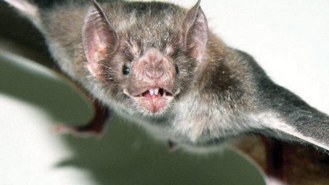 Confirman cuarto caso de murciélago con rabia en Los Ríos