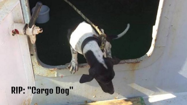 El triste final de un perrito que viajó por accidente en un buque de carga