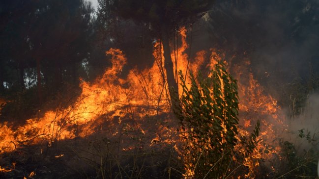 Incendio forestal obligó a decretar alerta roja en Traiguén