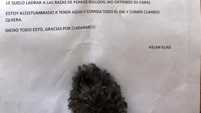 La tierna carta viral de un perro al humano que lo iba a cuidar