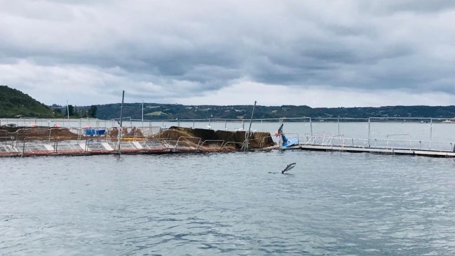 Salmoneros en alerta en Chiloé: 140 toneladas de salmones muertos por microalgas nocivas