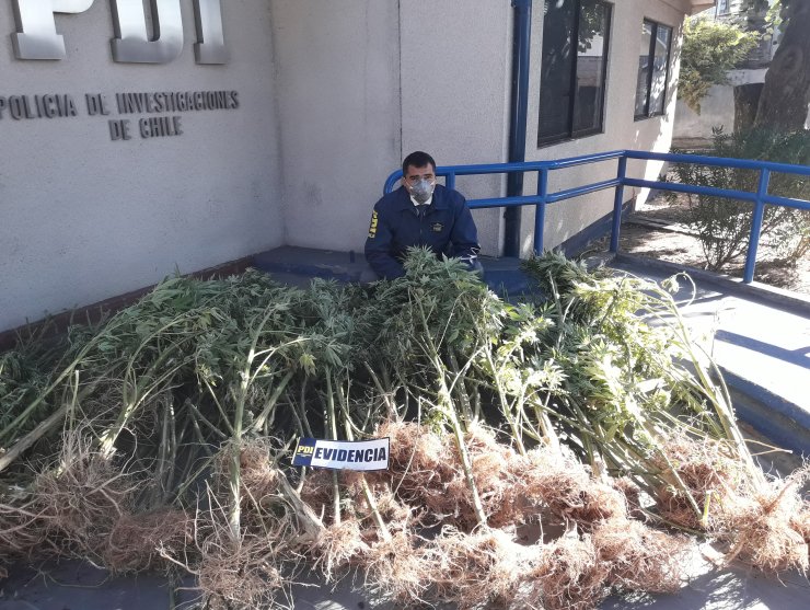 PDI decomisa 80.000 dosis de marihuana desde cultivo en San Carlos