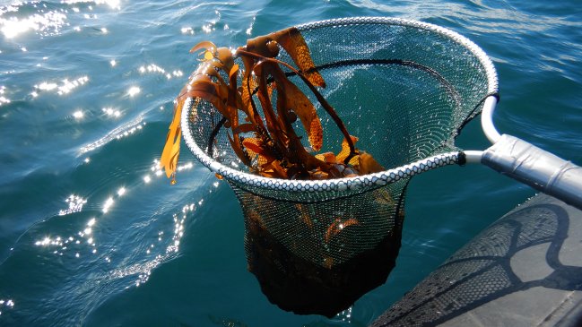 Estudio prevé que algas flotantes pueden llevar nuevos organismos vivos a la Antártica
