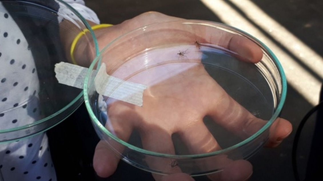 Fuerte vigilancia realiza Salud para la detección del mosquito Aedes en Antofagasta