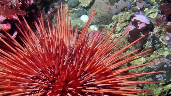 Ancud: El erizo rojo será materia de investigación para estudiantes