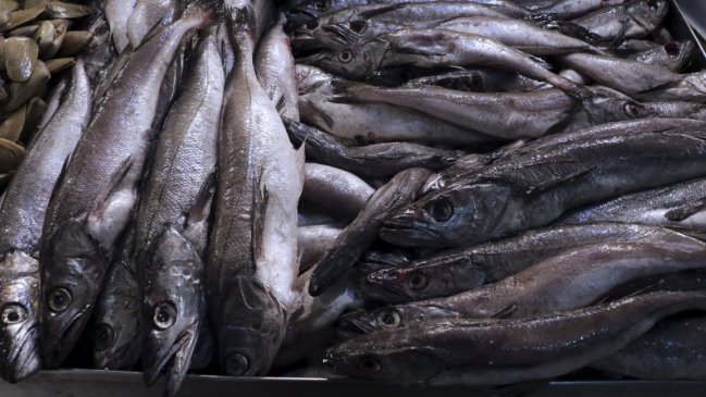 Bajo precio de la merluza en caletas: Pescadores del Biobío culpan a ilegales del Maule