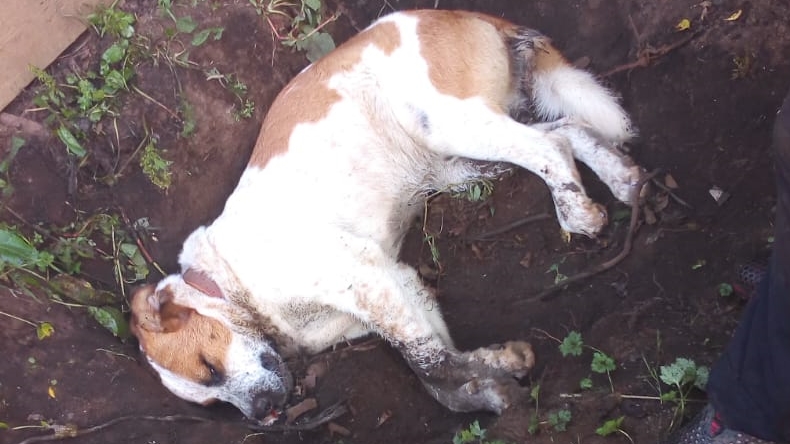 Denuncian que perros, gatos, zorros y jotes están muriendo envenenados en Los Lagos