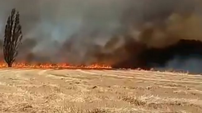 Agricultores denunciaron a comuneros por iniciar incendio en fundo de Victoria